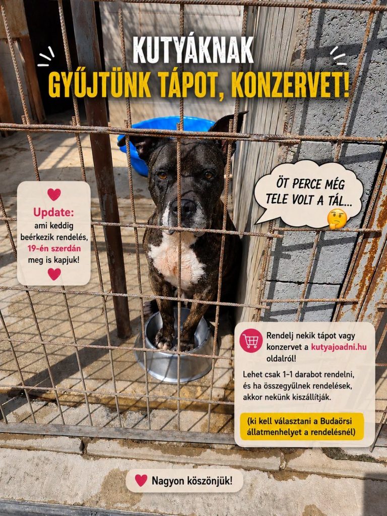 Segíts megtölteni a menhelyi tálakat! Tápot és konzervet gyűjt a Budaörsi Állatmenhely