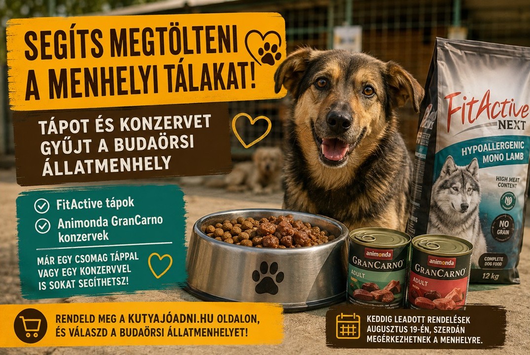 Segíts megtölteni a menhelyi tálakat! Tápot és konzervet gyűjt a Budaörsi Állatmenhely
