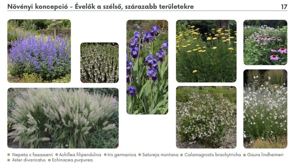 Bepillantás az Esőkert kiviteli tervébe